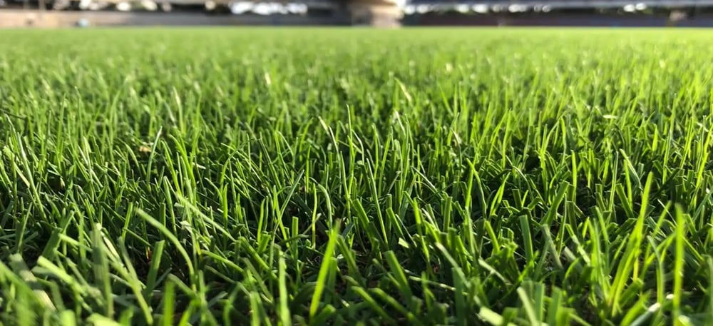 hybrid-turf-grass